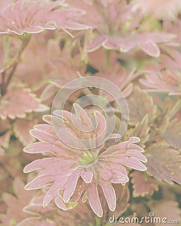 Artistic colorful coleus leaves in the garden Stock Photo