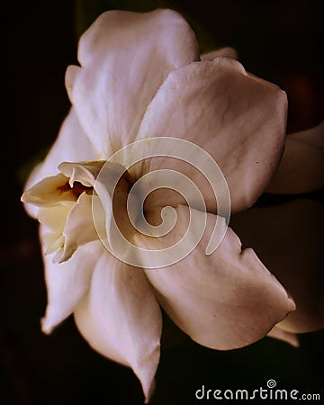 artistic jasmine fragrance on the black background Stock Photo