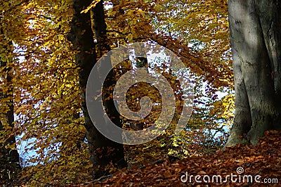 Atmospherically colored autumn forest on a calm lake - beech forest - beech light incidence light beam Stock Photo
