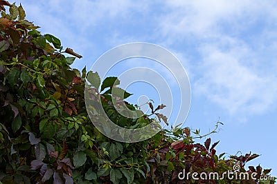 Photo of autumn decorative grapes against a blue sky. Stock Photo