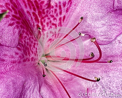 Azalea Stamen and pistils of flower close up - Macro photo of stamens and flower pistils in detail Stock Photo