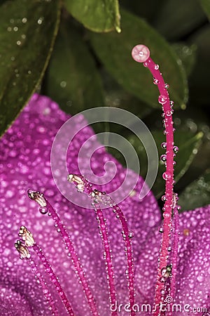 Azalea Stamen and pistils of flower close up - Macro photo of stamens and flower pistils in detail Stock Photo