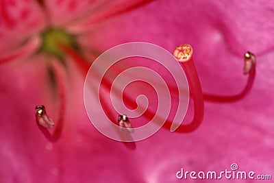 Azalea Stamen and pistils of flower close up - Macro photo of stamens and flower pistils in detail Stock Photo