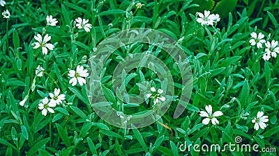 Photo for background of green grass leaves Stock Photo