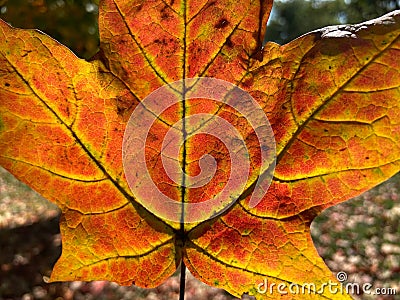 Backlit Orange Leaf in October Stock Photo