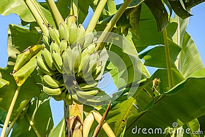 Photo of banana and banana plant Stock Photo