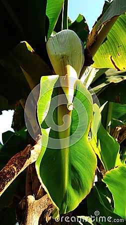 Photo of banana leaf in the gardan India village side Stock Photo
