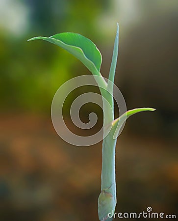photo of banana trees that are still small and cute, very aesthetic and green Stock Photo
