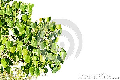 Photo of banyan leaf with isolated background Stock Photo