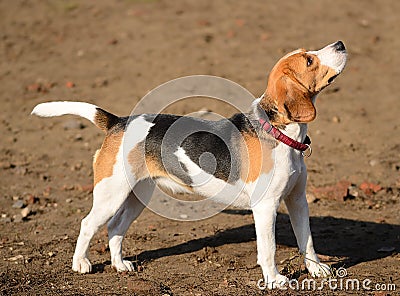 Photo of a Beagle dog in garden Stock Photo