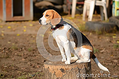 Photo of a Beagle dog in garden Stock Photo