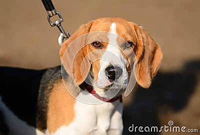 Photo of a Beagle dog Stock Photo