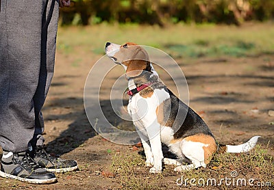 Photo of a Beagle dog Stock Photo