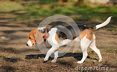 Photo of a Beagle dog Stock Photo