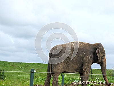 Beaultiful Elephant in Protection Reserve Stock Photo