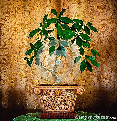 Photo of a beautiful bonsai tree on a brown background Stock Photo