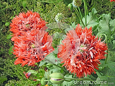 Delicate wild poppy flowers in countryside meadow Stock Photo