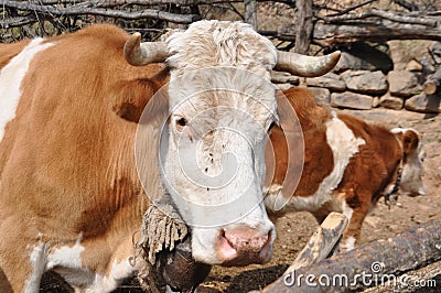 Cow poses Stock Photo