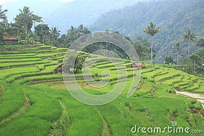 The Wonderful Green Rice Field Stock Photo