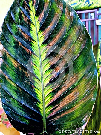 photo of the beauty of ornamental plant leaf texture Stock Photo