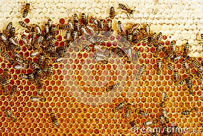 Photo of a bee hive on a honeycomb with copyspace. Bees produce fresh, healthy, honey. Beekeeping concept Stock Photo