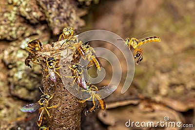 Bee Tetragonisca angustula colony macro photo - Bee Jatai / Tetragonisca angustula Stock Photo