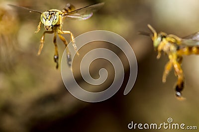 Bee Tetragonisca angustula flying macro photo - Bee JataÃ­- / Tetragonisca angustula Stock Photo