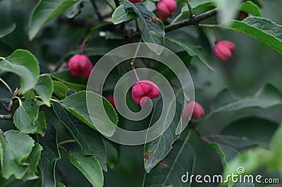 Photo of berry on a Ashwagandha plant Stock Photo