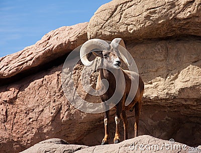 Big Horn Sheep from Tuscon, Arizona Stock Photo