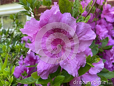 Big Purple Azalea Flower in Spring in April Stock Photo