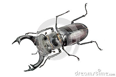 Photo of big stag beetle (Lucanus cervus) the largest beetle of Europa on white background Stock Photo