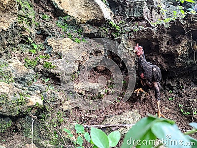 a photo of a black chicken posing on the rocks like a model Stock Photo