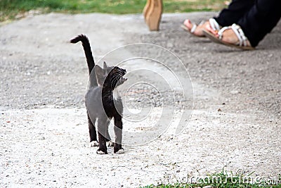 Photo black stray meowing kitten Stock Photo