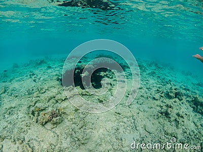 Photo of black urchins living on sandy bottom of Red sea Stock Photo