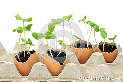 A photo of blossoming cucumber seedling, small sprouts in the egg shell with soil isolated on white background. Growing sprout is Stock Photo