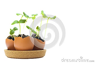A photo of blossoming cucumber seedling, small sprouts in the egg shell with soil isolated on white background. Growing sprout is Stock Photo