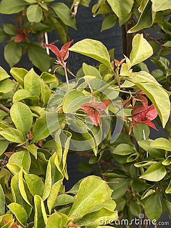 Bougainvillea bambino plant Photo Stock Photo