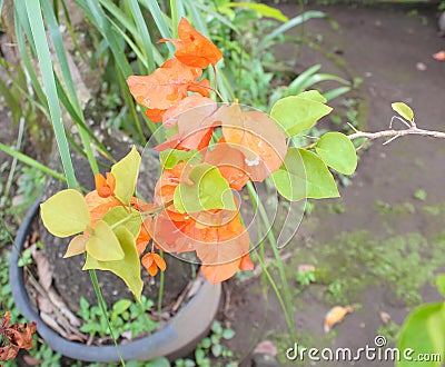 Photo Bougainvillea buttiana, Biological Species of Plants Stock Photo