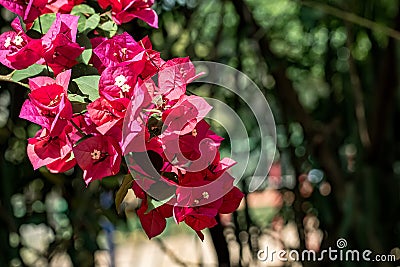 Bouquet of pink flower Bougainvillea under the light dol at dawn in the garden Stock Photo