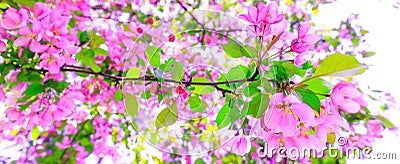 Photo with branch of apple blossoms in stunning sunny day. Gorgeous pink flowers as background for easter hollyday. Amazing pink Stock Photo