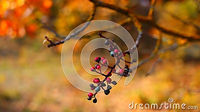Photo branch with berries on a background of autumn forest Stock Photo