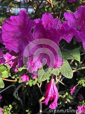 Bright fuschia colored azalea Stock Photo