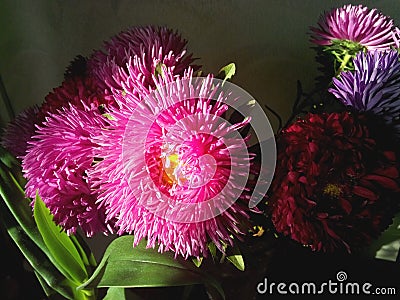 Photo of bright pink asters. Autumn flowers. Asters in the sun Stock Photo