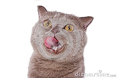 British cat meows and licks isolated on white Stock Photo