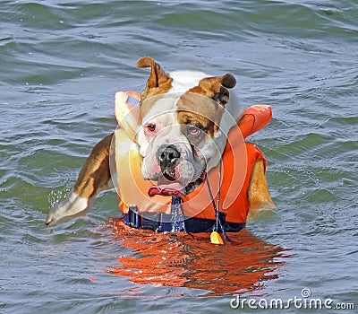British bulldog rescue dog coast water seaside ocean Stock Photo