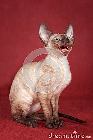 Brown kitten Cornish Rex cat sits and meows Stock Photo