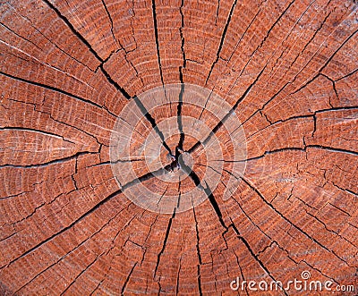 Photo of a brown texture of a cross section of tree Stock Photo