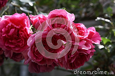 a bunch of bright pink cabage roses Stock Photo