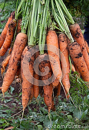 Photo of a bunch of carrots fresh juicy crispy vegetables just pulled from the garden in autumn close up Stock Photo
