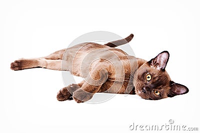 Burma brown kitten isolated on white Stock Photo